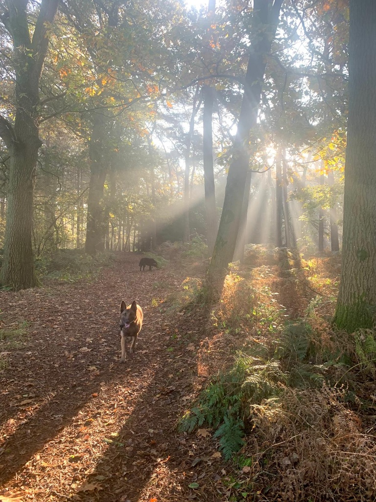 Het herfstbos in de hond - een zintuigelijke online masterclass