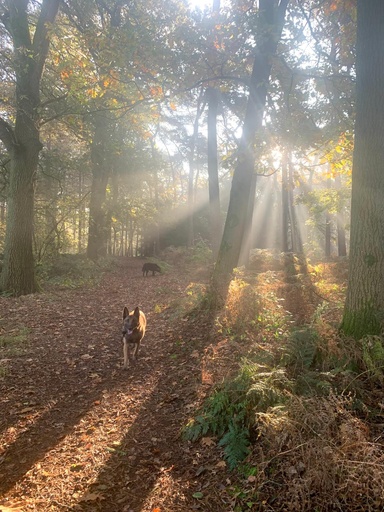 Het herfstbos in de hond - een zintuigelijke online masterclass