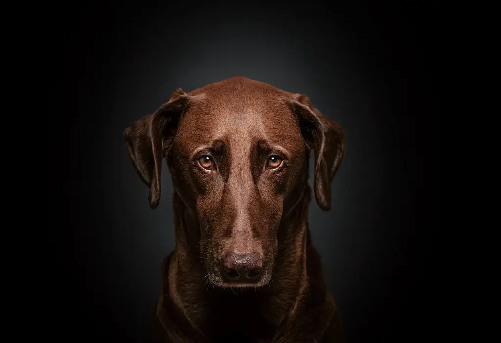 Hondenvoeding - chronische ontstekingen - VOL