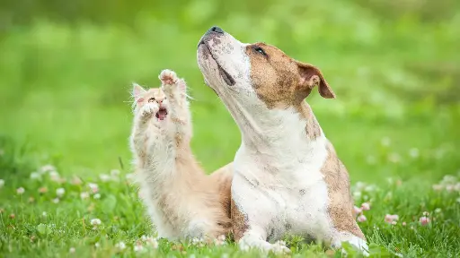 Voeding op Formule – Basisopleiding Futtermedicus rekentool